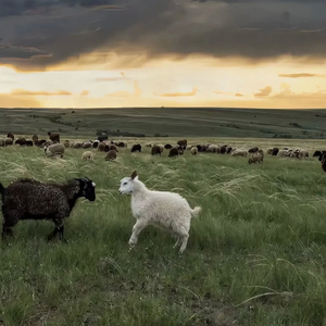 黑人和中国人的男性功能区别
