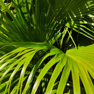 黑人和中国人的男性功能区别

